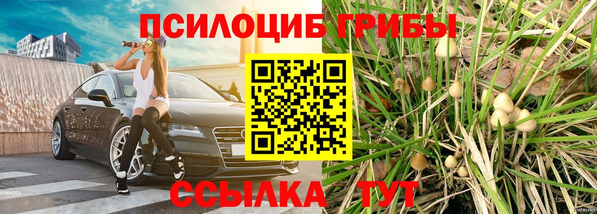 Ртищево  Галлюциногенные грибы прущие грибы  Вход с VPN 